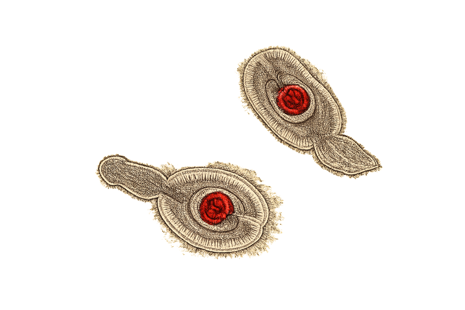 Hymenolepis diminuta