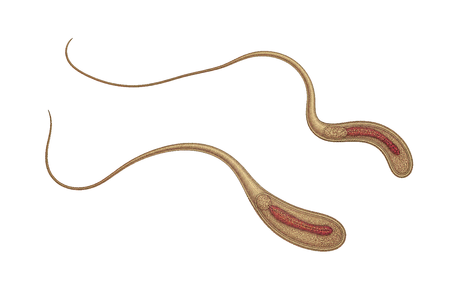 Trichuris trichiura